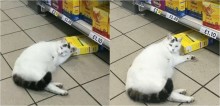 Gato tenta furtar comida no supermercado e acaba dormindo em cima do alimento no meio do corredor