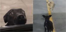 Cadelas que imploravam por atenção das pessoas em estacionamento são resgatadas