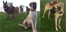 Cão dogue alemão se encanta com burros recém chegados na fazenda e logo se tornam grandes amigos