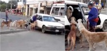 Mulher resolve adotar oito cães e taxista aceita levá-los em seu veículo; confira o vídeo