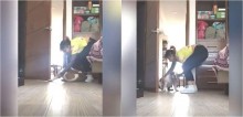 Cão buldogue se recusa a sair do quarto da dona para acompanhá-la em aula online; assista