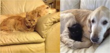 Golden retriever que perdeu seu melhor amigo felino para o câncer, ganha novo gatinho para superar luto