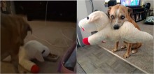 Cachorro divide comida todos os dias com o seu brinquedo favorito: um cordeiro de pelúcia - confira o vídeo