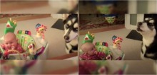 Cadela husky siberiana ajuda bebê a parar de chorar e vídeo conquista a internet - vídeo