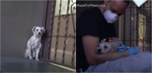 Cão encontrado tremendo de medo na rua muda completamente após socorrista lhe dar um abraço; confira