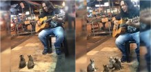 Artista de rua ignorado por todos recebe apoio de 4 gatinhos recém-nascidos; veja o vídeo