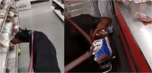Cão doberman ajuda dono a fazer compras no supermercado e surpreende clientes; assista