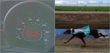 Em vídeo impressionante, cadela Dobermann atinge 35 Km/h durante corrida; confira