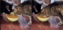 Gato come igual hipopótamo para não dividir ração com seu amigo e viraliza na web