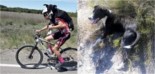 Ciclistas encontram cachorro desidratado em estrada e o carregam nas costas para salvar a sua vida; assista o vídeo