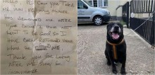 Depois de 10 anos, labrador é abandonado pelo dono com bilhete dizendo que cão ‘não aprendeu a ser bom’