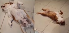 Cães buldogues fingem desmaio para não ouvirem bronca após destruírem sala de casa - vídeo