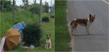Cachorro foi abandonado pelo dono em beira de estrada e aguarda por dois meses seus retorno