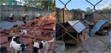 Ciclone destrói chácara de ONG que abrigava 1000 cachorros resgatados das ruas
