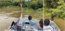 Pescadores salvam macaco que estava se afogando no rio Teles Pires e o levam até terra firme; vídeo
