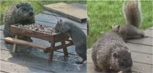 Marmota e esquilo são flagrados apreciando juntos refeição em mesa de piquenique