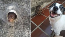 Nina: a cadela pinscher que ganhou fama de ‘fofoqueira’ por ficar espionando os vizinhos através de um cano