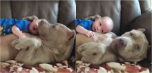 Pai compartilha vídeo tocante do filho brincando com seu pit bull: 'Ele é inofensivo'