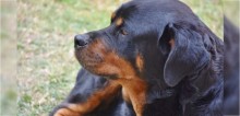Bebê que foi abandonado em galpão durante madrugada fria no Uruguai é protegido e aquecido por cão rottweiler