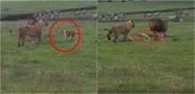 Na Tanzânia, cachorro tenta avançar em casal de leões e felinos evitam confronto - vídeo