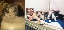 Mesmo ferida, mãe felina enfrenta incêndio para salvar a vida dos seus cinco gatos filhotes