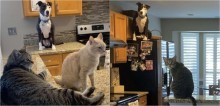 Cachorro criado junto com gatos adquire mesmo comportamento de felinos e impressiona a internet