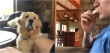Golden retriever faz cara de 'pidão' hilária para dono que comia biscoito sozinho e vídeo viraliza