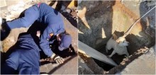 Três cachorros que ficaram presos em bueiro são resgatados em Passo Fundo, RS