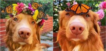 Em amizade improvável, cão e borboletas-monarcas protagonizam fotos incríveis; confira