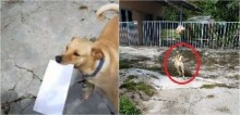 Cão recebe correspondências de carteiro há 4 anos e entrega para donos corretamente; vídeo