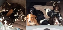 Filhotes de cocker spaniel inglês são roubados e donos oferecem recompensa pelo resgate