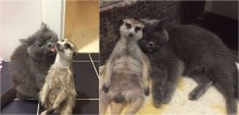 Dupla que conquistou a internet: suricato e gato são melhores amigos desde filhotes e adoram ficar juntinhos