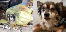 Cão idoso abandonado a própria sorte em sacola de lixo recebe 2ª chance de ser feliz