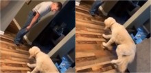 Cão anda em 'câmera lenta' até o dono com medo de levar sermão após fazer bagunça; assista