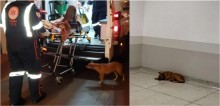 Cachorrinha fiel acompanha dono inconsciente até hospital no PR; vídeo