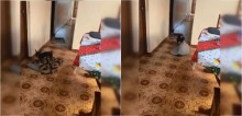 Cadelinha corre na frente de dona cadeirante para tirar os tapetes do caminho e facilitar seu acesso na casa; vídeo
