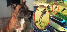 Destemida, cadela impede 4 ladrões armados de invadir residência e os persegue até a fuga; vídeo