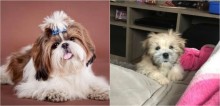 Mulher paga R$ 1,5 mil por filhote de vira-lata achando que era shih-tzu em pet shop de Campo Grande