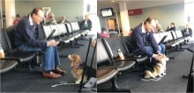 Dona perde sua cadela corgi em aeroporto e se emociona ao encontrá-la consolando idoso triste - vídeo