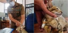 Gato detido por 'contrabando de entorpecentes' escapa de prisão de segurança máxima