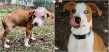 Filhote de pit bull abandonado em caixa de papelão é adotado e recebe 2ª chance de ser feliz