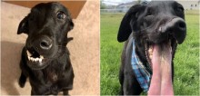 Labrador com fenda lábio-palatina passa por cirurgia e recupera qualidade de vida