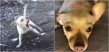 Cachorra chihuahua que tinha pavor de humanos passa por incrível processo de ressocialização