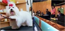 Câmara de Uberlândia cria projeto que obriga câmeras em setores de atendimento animal, após caso em pet shop