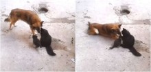 Viralizou: Mamãe gata mostra sua ninhada de gatinhos para seu melhor amigo: um cachorro