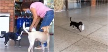Vídeo: Cão derrete corações ao ajudar dona a carregar as compras do supermercado