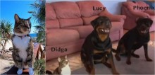 Gato disciplinado conquista a web ao reproduzir truques com os seus irmãos rottweilers