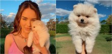 Rafa Kalimann apresenta novo membro da família, uma filhote Lulu da Pomerânia, e é criticada por não ter adotado um vira-lata