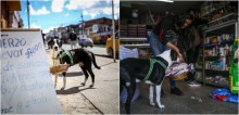 Cãozinho faz compras para o dono, que é idoso, permanecer de quarentena em casa