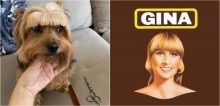 Dona corta franjinha de seu cão yorkshire e internautas o associam ao visual da mulher dos palitos Gina